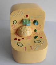 細(xì)胞亞顯微結(jié)構(gòu)模型